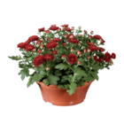 Chrysanthème en coupe - Lidl à Levallois-Perret Chrysanthème en coupe en promo chez Lidl Levallois-Perret à 3,49 €