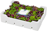 Wildkräutersalat im Angebot bei METRO in Hagen Wildkräutersalat Angebote von Metro Chef bei METRO Hagen für 5,33 €