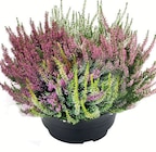 Wreesmann Zeitz - HEIDE QUADRO Angebot im Prospekt HEIDE QUADRO bei Wreesmann im Zeitz Prospekt für 3,49 €