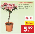 Azalee Stämmchen im Angebot bei Netto Marken-Discount in Regensburg Azalee Stämmchen Angebote bei Netto Marken-Discount Regensburg für 5,99 €