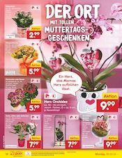 Ähnliche Angebote wie Dahlie im Prospekt "Aktuelle Angebote" auf Seite 26 von Netto Marken-Discount in Trier