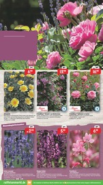 Lavendel im Raiffeisenmarkt Prospekt in Münster Aktueller Raiffeisenmarkt Prospekt mit Lavendel, "Wir leben Nähe", Seite 11