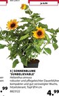 Aktuelles Sonnenblume 'Sunbelievable' Angebot bei Dehner Garten-Center in Münster ab 4,99 €