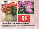 Epiphyllum mix cactus de Noël en promo chez LaMaison.fr Le Mans à 9,95 €