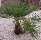 Sac de graviers décoratifs concassés blanc 10-20mm - Intermarché Super à Valence Sac de graviers décoratifs concassés blanc 10-20mm en promo chez Intermarché Super Valence à 2,99 €