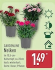 Nelken von Gardenline im aktuellen ALDI Nord Prospekt