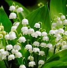 Muguet des bois - Norma à Strasbourg Muguet des bois en promo chez Norma Strasbourg à 5,99 €