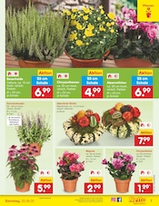 Pflanzen im Netto Marken-Discount Prospekt in Völklingen Aktueller Netto Marken-Discount Prospekt mit Pflanzen, "Aktuelle Angebote", Seite 7