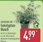 Eukalyptus-Busch von Gardenline im aktuellen ALDI Nord Prospekt