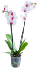 Orchidee im Kaufland Prospekt Orchidee von im aktuellen Kaufland Prospekt für 9,99 €