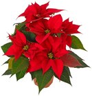 Weihnachtsstern im Angebot bei REWE in Laatzen Weihnachtsstern Angebote von REWE Beste Wahl bei REWE Laatzen für 2,79 €