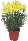 LYS ASIATIQUE - GARDENLINE - Aldi LYS ASIATIQUE - GARDENLINE à 5,99 € dans le catalogue Aldi