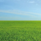 Aktuelles Pavillon Jackson Angebot bei Globus-Baumarkt in Bonn ab 499,00 €