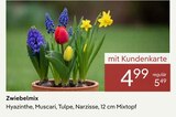 Zwiebelmix für 4,99 € bei Pflanzen Kölle im Angebot Zwiebelmix im aktuellen Pflanzen Kölle Prospekt