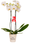 Aktuelles Orchidee im Potcover Angebot bei Kaufland in Hannover ab 9,99 €