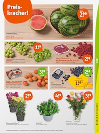 Blumen Angebot & Preis im aktuellen tegut Prospekt Blumen Angebot im aktuellen tegut Prospekt auf Seite 5