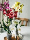 Orchidee im Kaufland Prospekt Orchidee von im aktuellen Kaufland Prospekt für 8,88 €