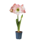 Amaryllis en promo à 4,49 € chez Lidl Amaryllis dans le catalogue Lidl