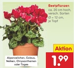 Beetpflanzen im Angebot bei Netto Marken-Discount in Wiesbaden Beetpflanzen Angebote bei Netto Marken-Discount Wiesbaden für 1,99 €