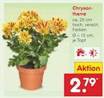 Chrysantheme Angebote bei Netto Marken-Discount Dresden für 2,79 €