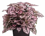 Dehner Garten-Center Heiligenroth - PUNKTBLUME Angebot im Prospekt PUNKTBLUME bei Dehner Garten-Center im Heiligenroth Prospekt für 3,49 €
