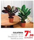Calathea en promo à 7,99 € chez Super U Calathea dans le catalogue Super U