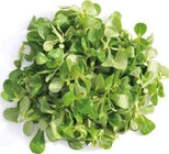 EDEKA Bad Iburg Prospekt mit  im Angebot für 1,49 €