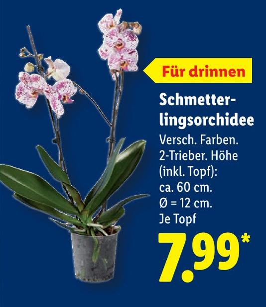 Schmetterlingsorchidee