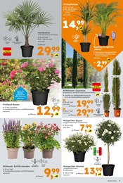 Zimmerpflanzen Angebot im aktuellen Globus-Baumarkt Prospekt auf Seite 3