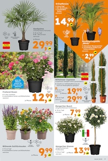 Blumen im Globus-Baumarkt Prospekt "Immer eine Idee besser" mit 24 Seiten (Jena)