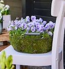 Stiefmütterchen Angebote bei OBI Nürnberg für 0,79 €