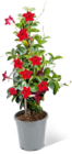 Dipladenia-Pyramide bei Penny im Bad Doberan Prospekt für 10,99 €