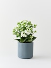 Promo Kalanchoé fleurs doubles ECLOZ à 2,33 € dans le catalogue Gamm vert à Montbazens