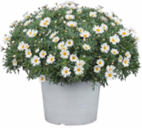 Margeriten-Busch bei Hagebaumarkt im Prospekt "" für 7,99 €