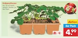 Aktuelles Erdbeerpflanzen Angebot bei Netto Marken-Discount in Bochum ab 4,99 €
