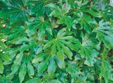 Fatsia du Japon à Jardiland dans Vernouillet Fatsia du Japon à Jardiland dans Vernouillet