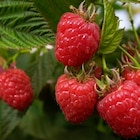 Promo Plant de framboisier certifié AB à 5,99 € dans le catalogue Truffaut à Nîmes