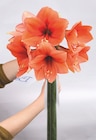 Topf-Amaryllis von Kölle für 7,99 € bei Pflanzen Kölle im Angebot Topf-Amaryllis von Kölle im aktuellen Pflanzen Kölle Prospekt