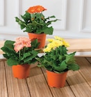 Gerbera Sundays - U Express à Laval Gerbera Sundays en promo chez U Express Laval à 3,99 €