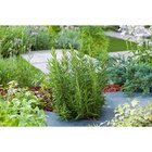 Romarin Bio à Carrefour dans Épinay-sous-Sénart