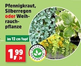 Pfennigkraut bei Thomas Philipps im Ronneburg Prospekt für 1,99 €