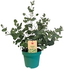 Eukalyptus oder Edelweiß im REWE Prospekt Eukalyptus oder Edelweiß von Rewe Beste Wahl im aktuellen REWE Prospekt für 2,69 €