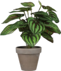 Aktuelle Palme Angebote bei Hornbach in Leipzig Aktuelles Ficus Angebot bei Hornbach in Leipzig ab 8,99 €