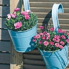 Netto mit dem Scottie Königs Wusterhausen - Nelken-Mix Pink Kisses Angebot im Prospekt Nelken-Mix Pink Kisses bei Netto mit dem Scottie im Königs Wusterhausen Prospekt für 2,22 €