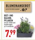 BEET- UND BALKON-PFLANZEN im Angebot bei Marktkauf in Iserlohn BEET- UND BALKON-PFLANZEN Angebote bei Marktkauf Iserlohn für 7,99 €