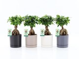 Gamm vert Liesle - Promo Ficus ginseng Promo Ficus ginseng à 11,99 € dans le catalogue Gamm vert à Liesle