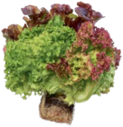 Mixer im EDEKA Prospekt Ballensalat Trio-Mix im aktuellen EDEKA Prospekt für 1,49 €