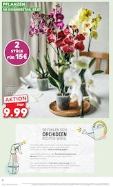 Gartenbepflanzung Angebote im Prospekt "Aktuelle Angebote" von Kaufland Gartenbepflanzung Angebote im Prospekt "Aktuelle Angebote" von Kaufland auf Seite 4