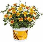 Bidens en promo chez Lidl Valence à 1,49 €