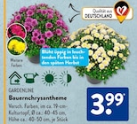 Bauernchrysantheme von Gardenline im aktuellen ALDI SÜD Prospekt